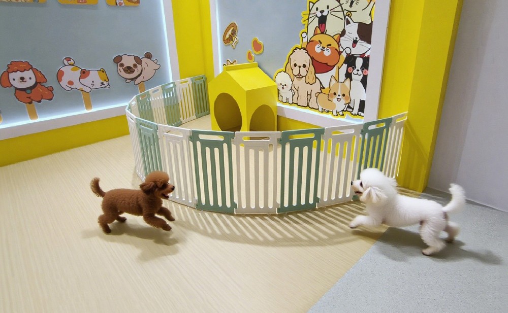 大巨龍塑膠地板閃耀 2025 亞寵展，以創新重塑人寵共生空間